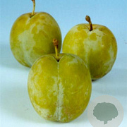 Prunus d. 'Reine Claude d'Oullins' 10-12 HA container