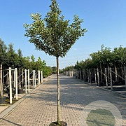 Prunus lusitanica 'Brenelia' 10-12 HO container