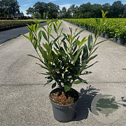 Prunus l. 'Caucasica' 80-100 cm 5,0L