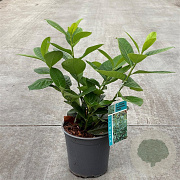 Prunus l. 'Novita' 30-40 cm 2,5L