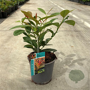 Prunus l. On Fire 30-40 cm 2,5L