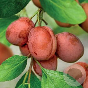 Prunus p. 'Filoe' 8-10 HA container