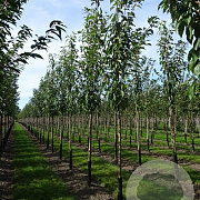 Prunus ser. 'Kanzan' 14-16 HO container 180 cm stam LEIVORM
