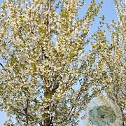 Prunus 'Umineko' 10-12 HO container