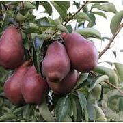 Pyrus c. 'Rode Williams' 10-12 HA container