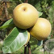 Pyrus pyrifolia 'Kosui' 10-12 HO container