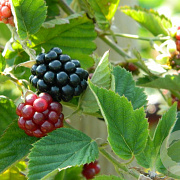 Rubus frut. 'Thornfree' GM C5