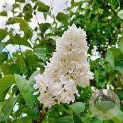 Syringa v. 'Mme Florent Stepman' 100-125 cm 7L