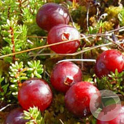 Vaccinium cor. 'Early Black' 60-70 cm 2,0L