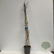 Vitis 'Boskoop Glory' 60-70 cm 2,0L