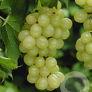 Vitis 'Muscat White' 60-70 cm 2,0L