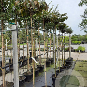 Viburnum plic. 'Tennessee' 180 cm stam container