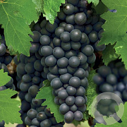 Vitis 'Regent' 60-70 cm 2,0L