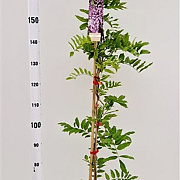 Wisteria floribunda 'Rosea' 175-200 cm 5,0L