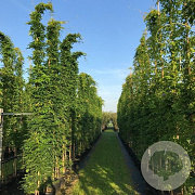Wisteria sinensis 'Prolific' 10-12 HO 45L dakvorm 250 cm stam vierkant