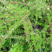Cotoneaster horizontalis GM P9