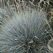 Festuca valesiaca 'Glaucantha' GM P9