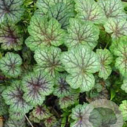 Heuchera a. 'Dale' GM P9