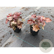 Heuchera m. 'Palace Purple' GM P9
