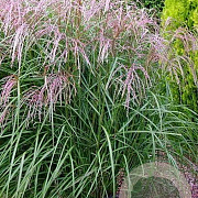 Miscanthus sin. 'Flamingo' GM P9