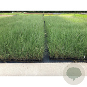 Miscanthus sin. 'Silberfeder' GM P9
