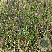 Pennisetum alopecuroides viridesc. GM P9