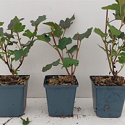 Physocarpus opulif. 'Diabolo' GM P9