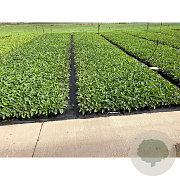 Rudbeckia f. 'Goldschirm' GM P9