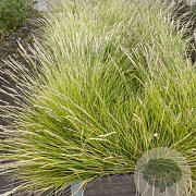 Sesleria autumnalis GM P9