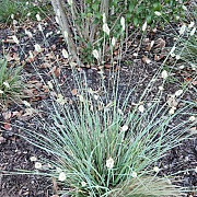 Sesleria nitida GM P9