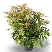 Sorbaria sorbif. 'Sem' GM P9