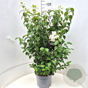 Philadelphus 'Virginal' 80-100 cm 10L