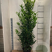 Prunus l. 'Caucasica' 150-175 cm 15L