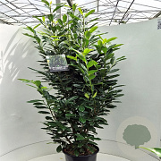 Prunus l. Elly 150-175 cm 15L