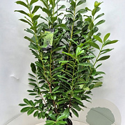 Prunus l. 'Novita' 120-140 cm 10L