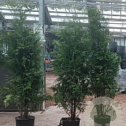 Thuja occ. 'Brabant' 200-225 cm 20L
