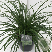 Carex oshim. 'Evergreen' 45-50 cm 5,0L vierkant