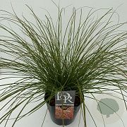 Carex testacea 'Prairie Fire' 45-50 cm 5,0L vierkant