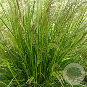 Deschampsia cesp. 'Pixie Fountain' GM P9