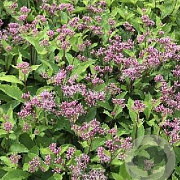 Eupatorium mac. 'Phantom' GM P9