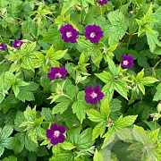 Geranium n. 'Tony's Talisman' GM P9