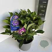 Hydrangea m. Frisbee 30-40 cm P23 paars scherm
