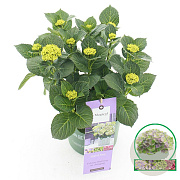 Hydrangea m. Magical Jewel 25-30 cm 3,5L blauw