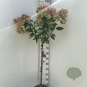 Hydrangea pan. Bonfire 60 cm stam 7,5L