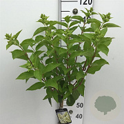 Hydrangea pan. Skyfall 60 cm stam 5,0L