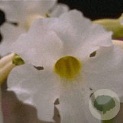 Incarvillea del. 'Snowtop' GM P9