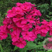 Phlox (P) 'Kirchenfürst' GM P9