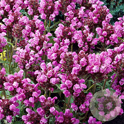 Prunella grand. 'Rubra' GM P9