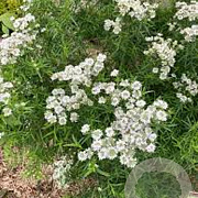 Pycnanthemum flexuosum GM P9