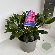 Rhododendron (Y) 'Blurettia' 30-40 cm 5,0L